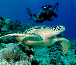 Diving and Snorkeling